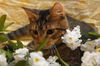 Pop the Sweet Kitten