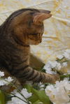 Pop the Sweet Kitten