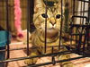 Pop the Sweet Kitten