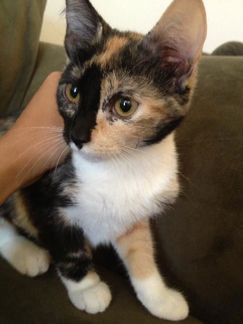 Debra the Calico Kitten