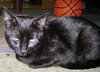 Louie the Lover