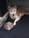 Ginger the Senior Shiba Inu