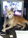 Ginger the Senior Shiba Inu