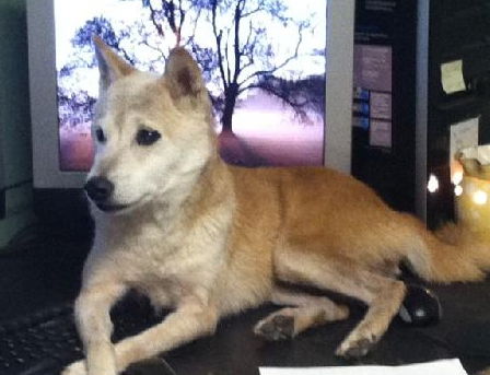 Ginger the Senior Shiba Inu