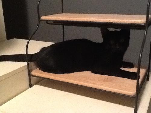 Alejandro the Shy Boy