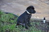 Cory the UCF Pointer Puppy