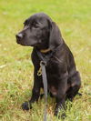 Knight the UCF Pointer Puppy