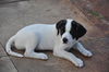 Lommie the UCF Pointer Puppy