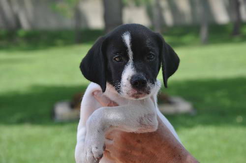 Ullie the UCF Pointer Puppy