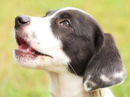 Rachel the UCF Pointer Puppy