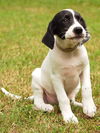 Rachel the UCF Pointer Puppy