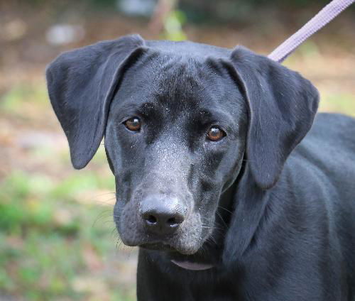 Krissam the UCF Pointer Puppy