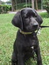 Zova the UCF Pointer Puppy