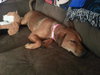 Rona the Puppy