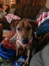 Rona the Puppy