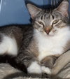 Heather the Attention Seeking Tabby