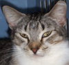 Heather the Attention Seeking Tabby