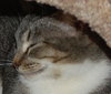 Heather the Attention Seeking Tabby