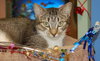 Heather the Attention Seeking Tabby