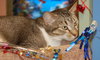 Heather the Attention Seeking Tabby