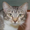 Heather the Attention Seeking Tabby