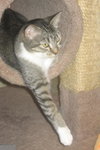 Heather the Attention Seeking Tabby