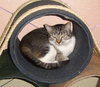 Heather the Attention Seeking Tabby