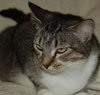 Heather the Attention Seeking Tabby