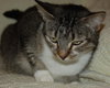 Heather the Attention Seeking Tabby