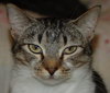 Heather the Attention Seeking Tabby