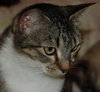 Heather the Attention Seeking Tabby