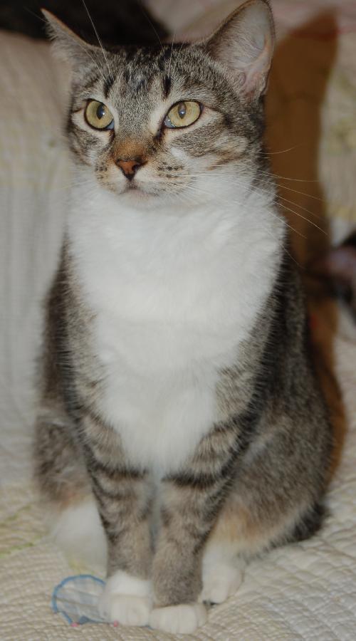Heather the Attention Seeking Tabby