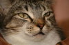 Heather the Attention Seeking Tabby