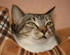 Heather the Attention Seeking Tabby
