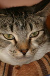 Heather the Attention Seeking Tabby