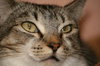 Heather the Attention Seeking Tabby