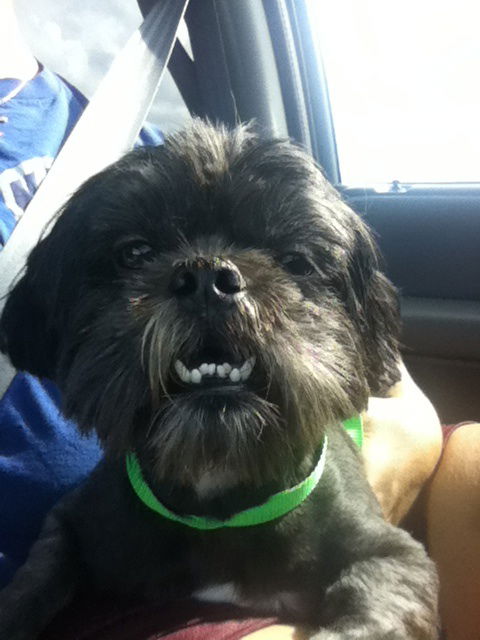 Vista the Shih Tzu