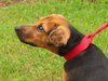 Aleasha the Hound Puppy