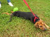 Aleasha the Hound Puppy