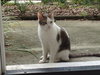 Carl the Declawed Sweetheart