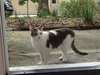 Carl the Declawed Sweetheart