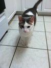 Carl the Declawed Sweetheart