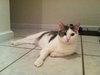 Carl the Declawed Sweetheart