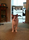 Carl the Declawed Sweetheart