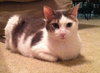 Carl the Declawed Sweetheart