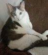 Carl the Declawed Sweetheart