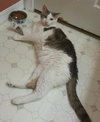 Carl the Declawed Sweetheart