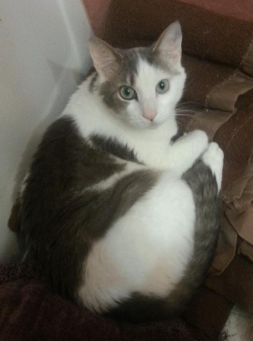 Carl the Declawed Sweetheart