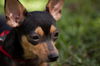 Nassau the Min Pin/Chi Blend Puppy