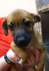 Brantley the Back to School Puppy